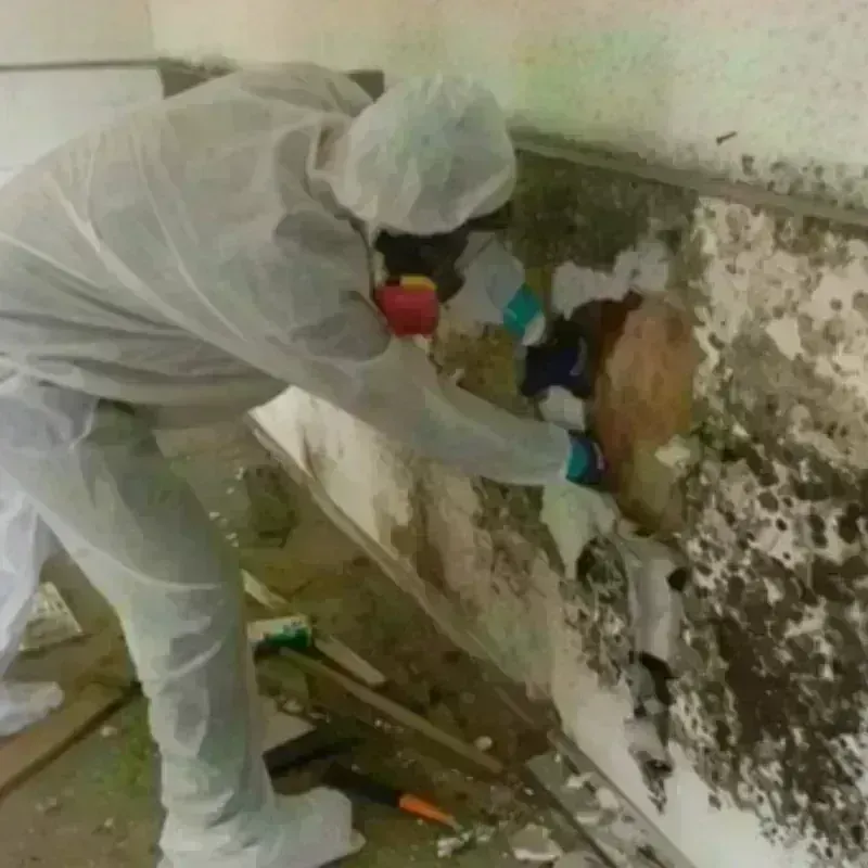 Mold Remediation and Removal in Mineral Springs, NC